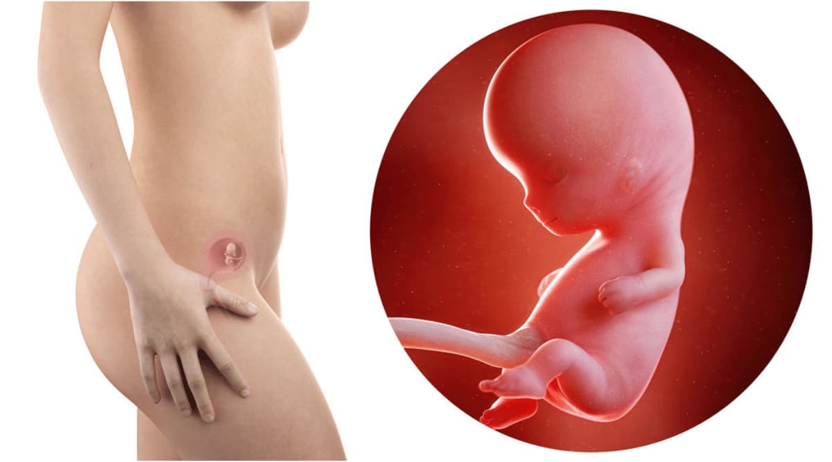 Эмбрион превращается в плон на 10 неделе беременности
